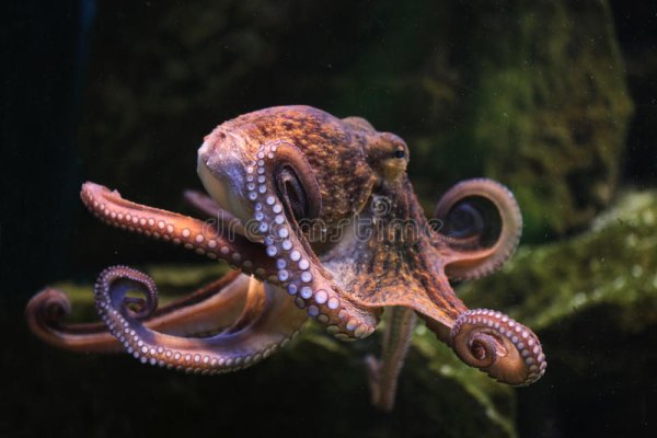 Ссылка на кракен onion kraken dark link