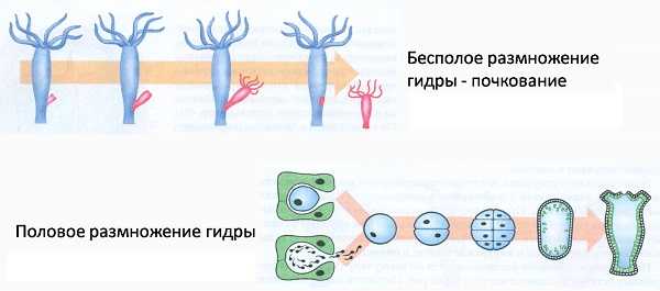Kraken ссылка krakentor site